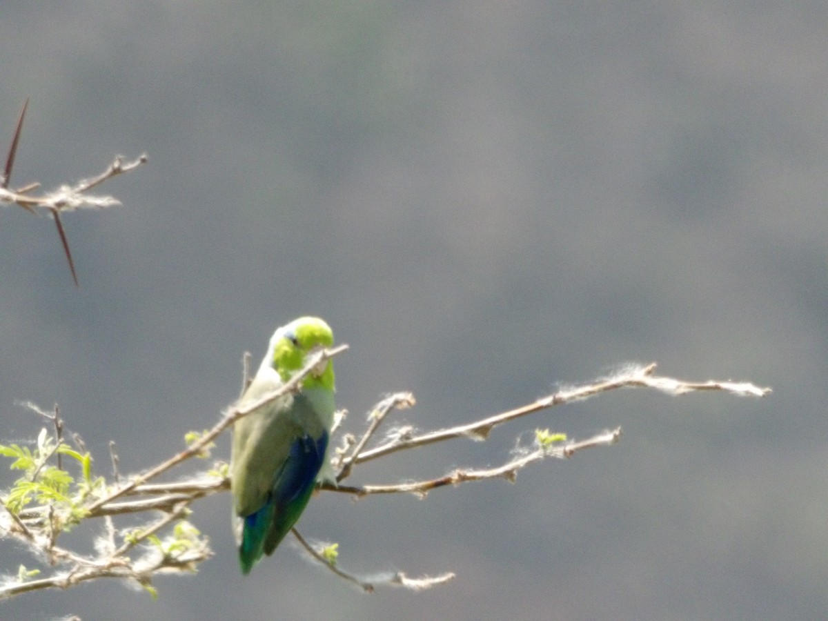 Pacific Parrotlet - ML624411811