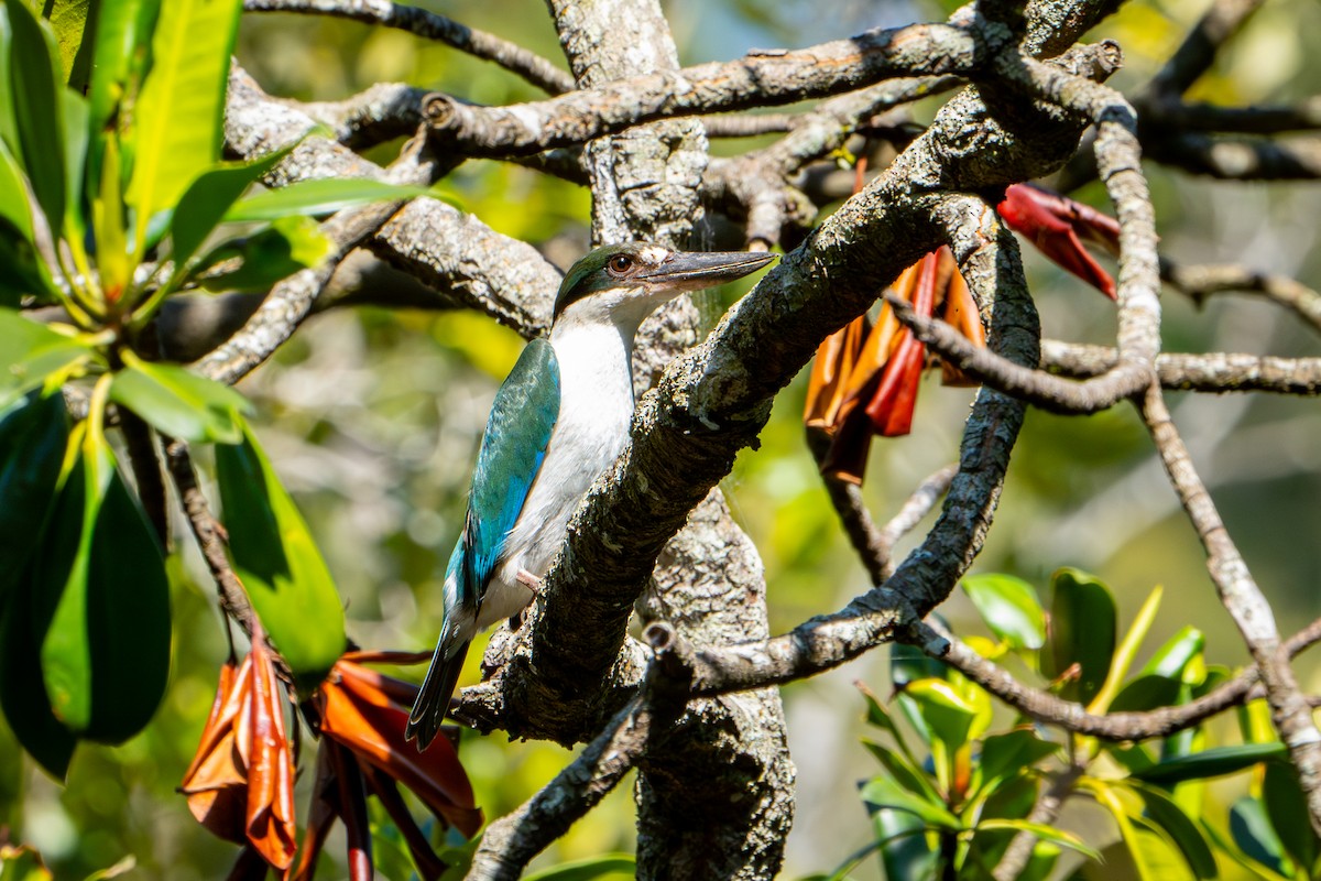 Torresian Kingfisher - ML624411824