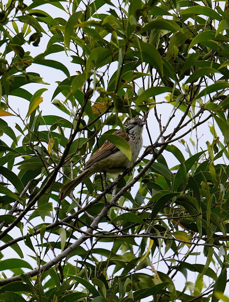 Striped Honeyeater - ML624411890