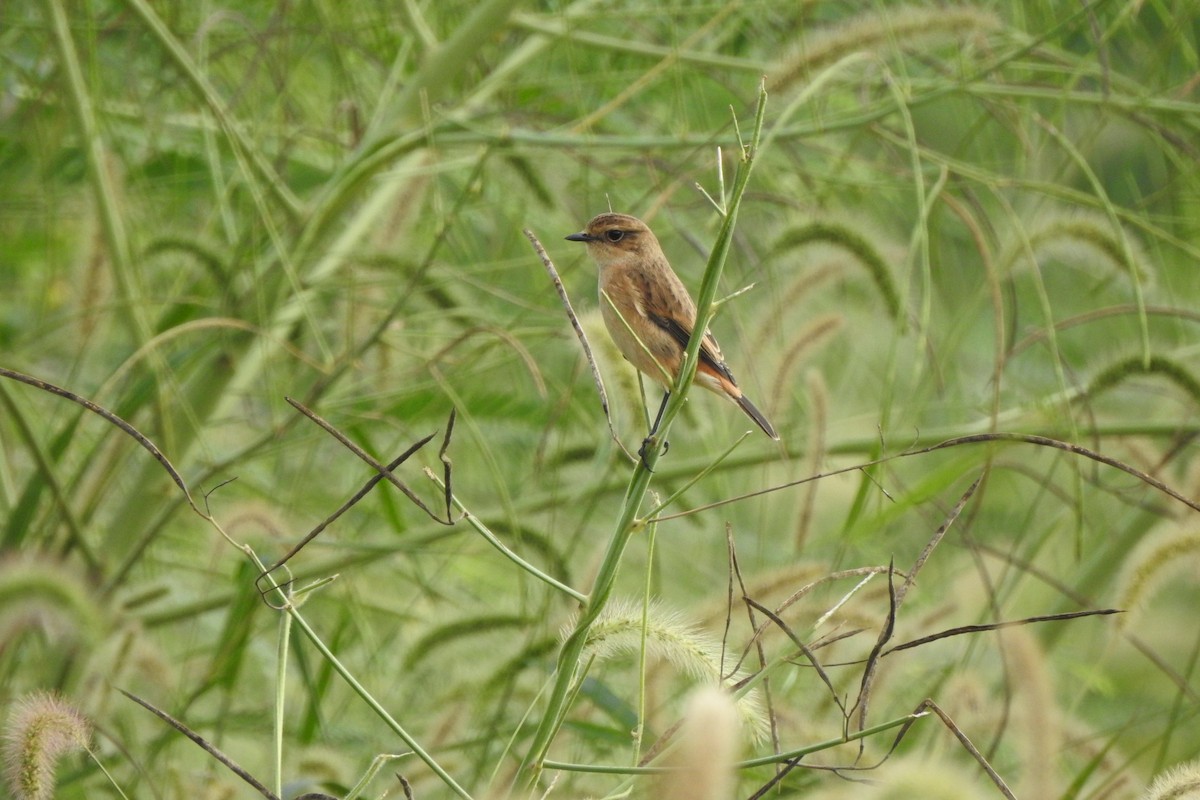 Amur Stonechat - penghui lou