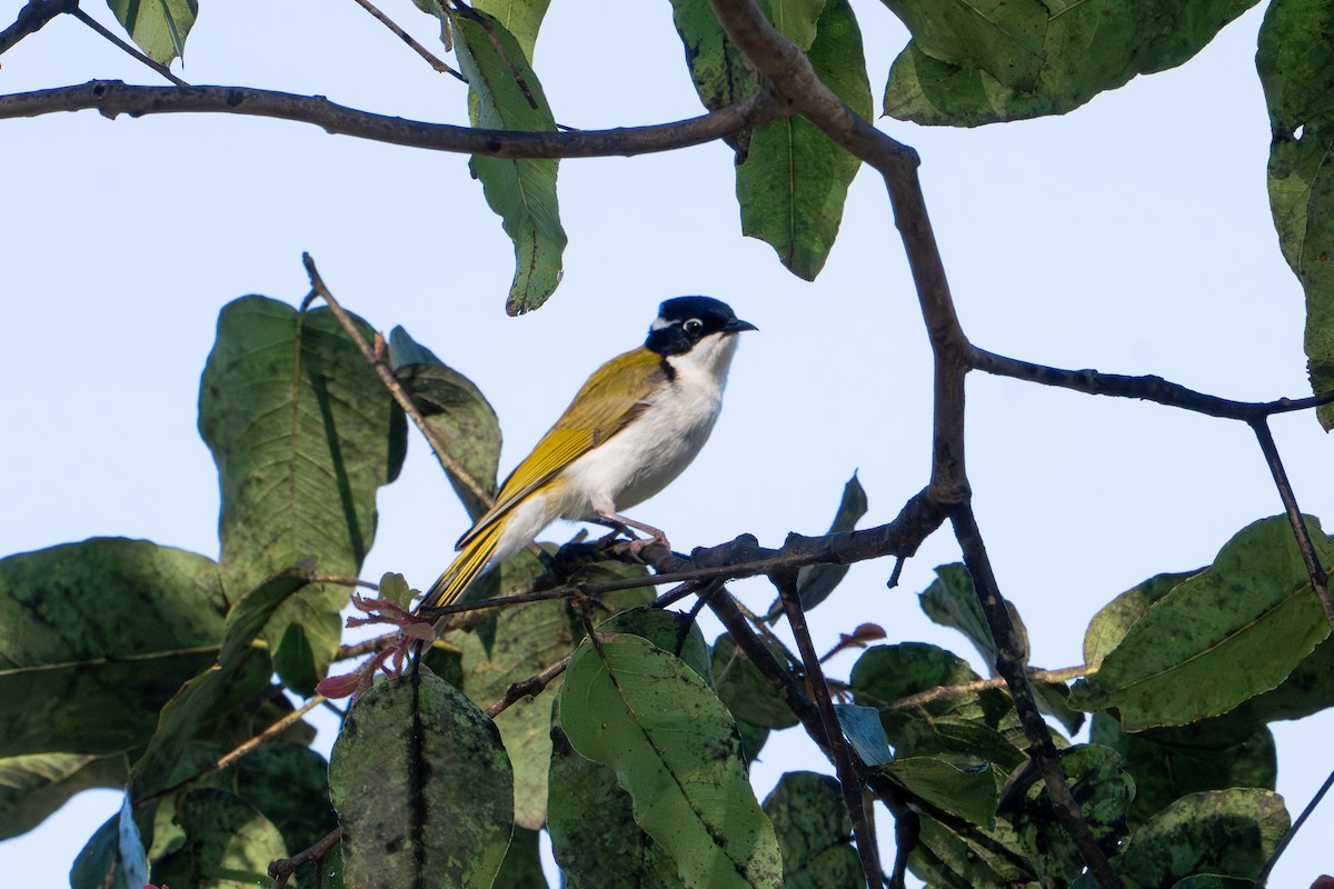 White-throated Honeyeater - ML624411936