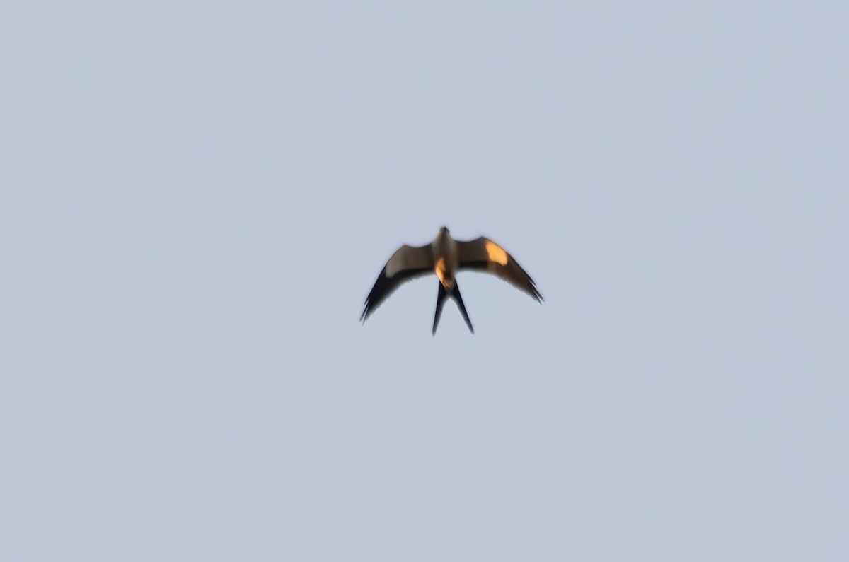 Swallow-tailed Kite - ML624411937