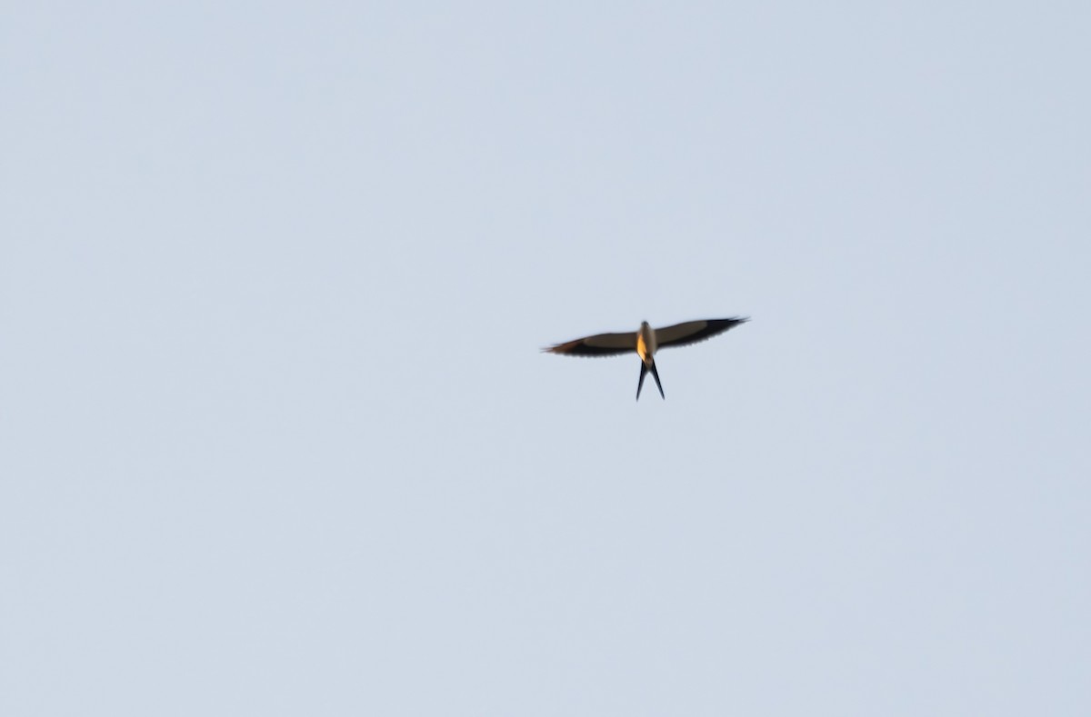 Swallow-tailed Kite - ML624411938