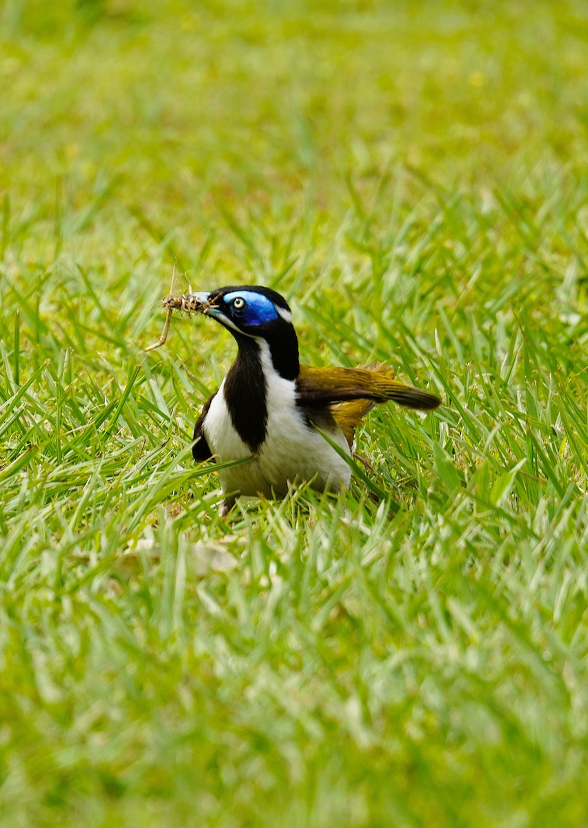 Blue-faced Honeyeater - ML624411939