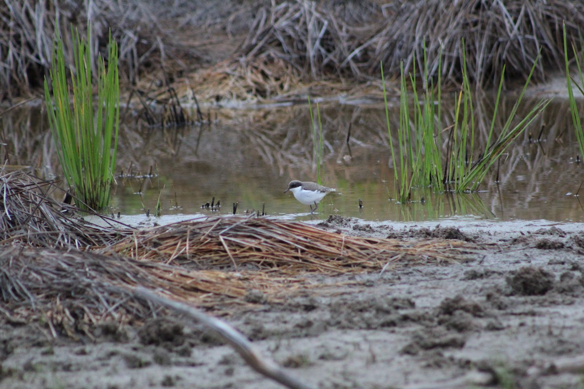 Red-kneed Dotterel - ML624411956