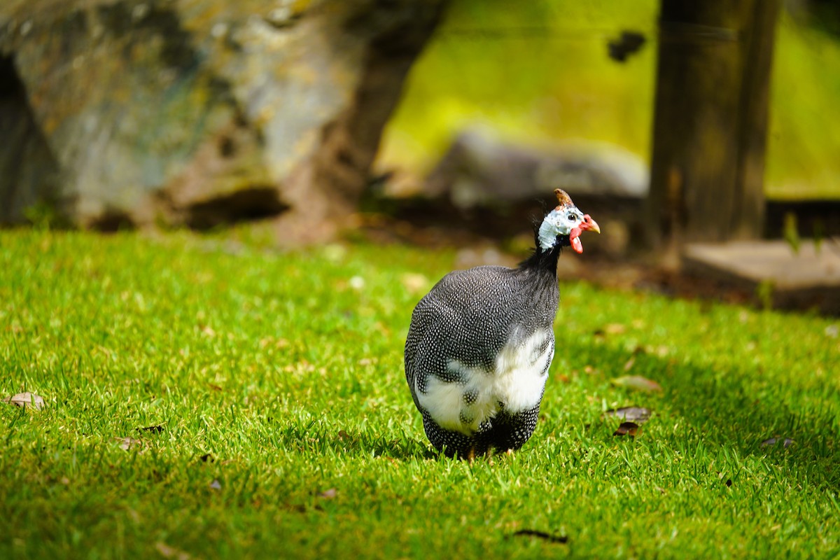 Helmeted Guineafowl (Domestic type) - ML624411964