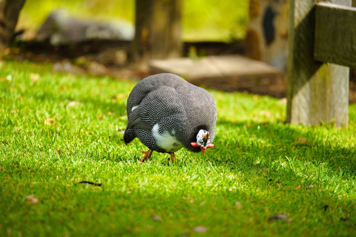 Helmeted Guineafowl (Domestic type) - ML624411968