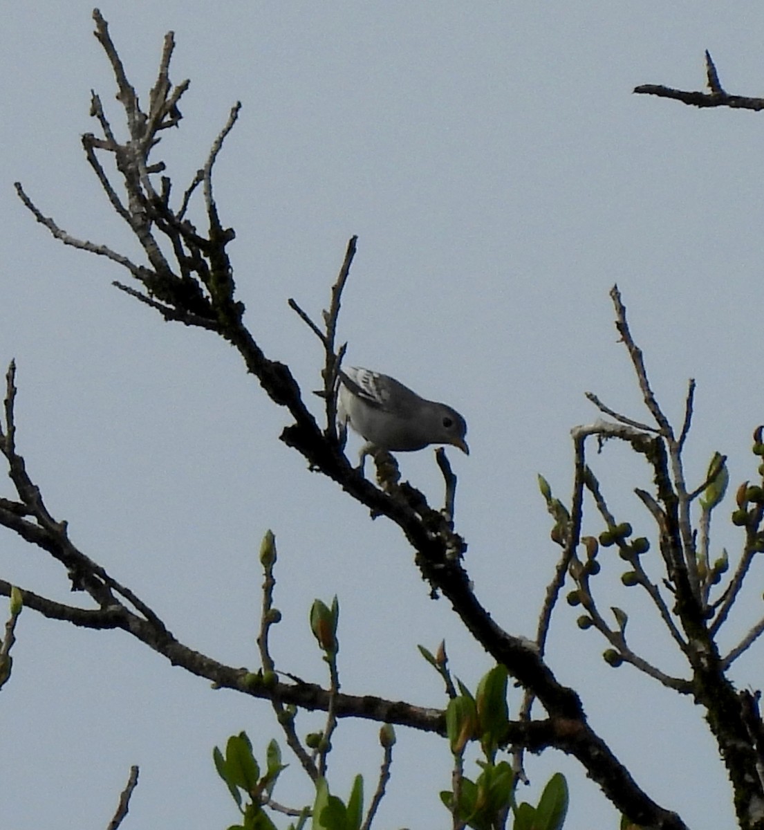 Yellow-billed Cotinga - ML624411998