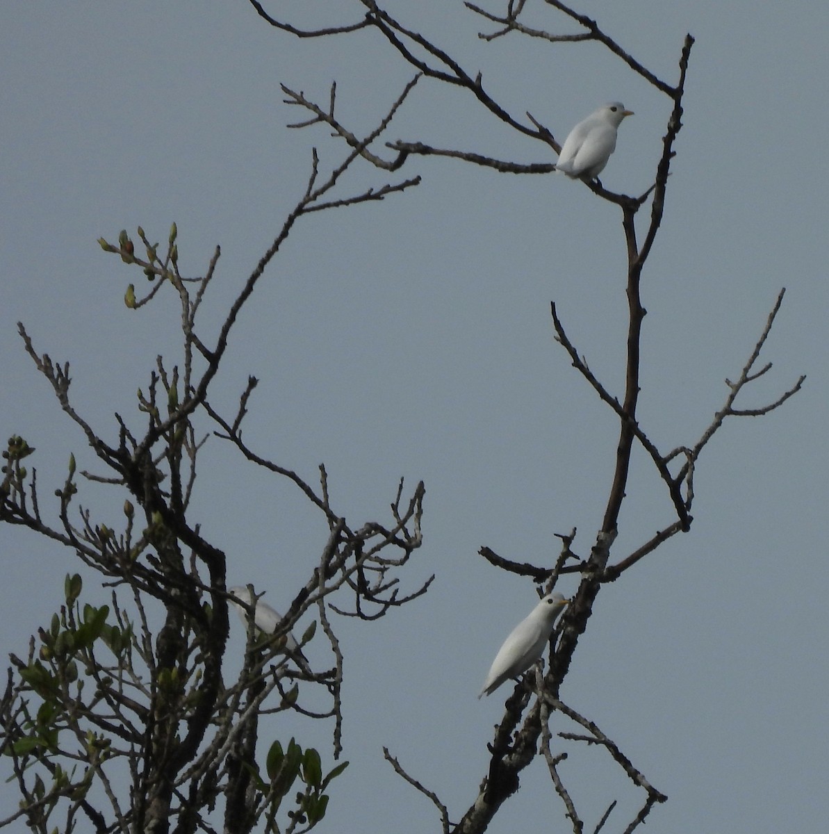 Yellow-billed Cotinga - ML624411999