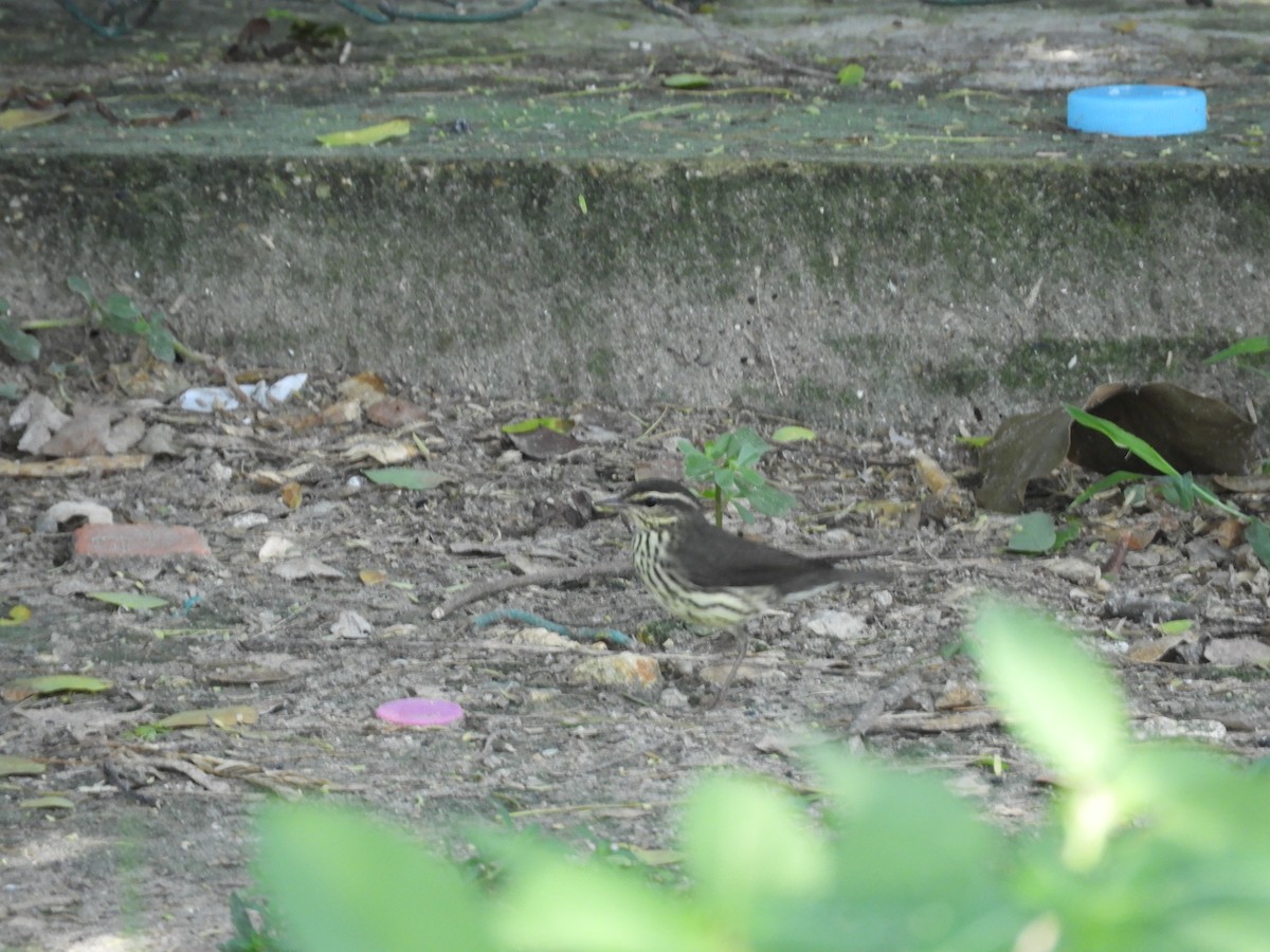 Northern Waterthrush - Luis Zuñiga /Horses Cartagena tours