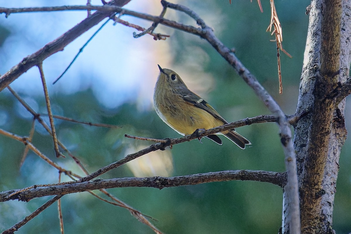 Ruby-crowned Kinglet - ML624412317