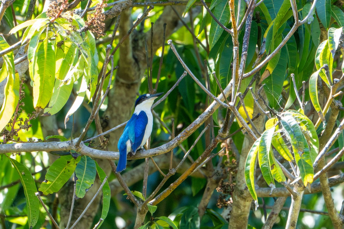 Forest Kingfisher - ML624412318