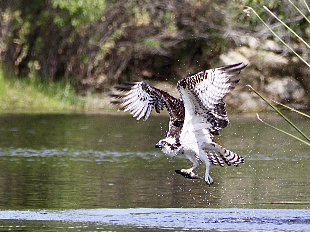 Balbuzard pêcheur - ML624412354