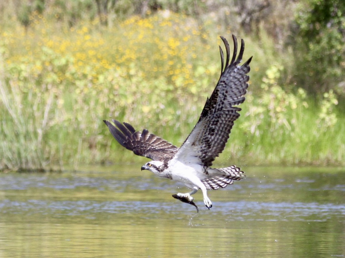 Balbuzard pêcheur - ML624412355