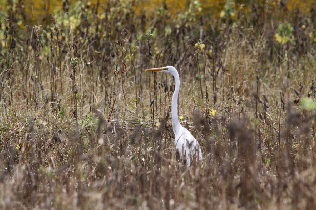 Grande Aigrette - ML624412390