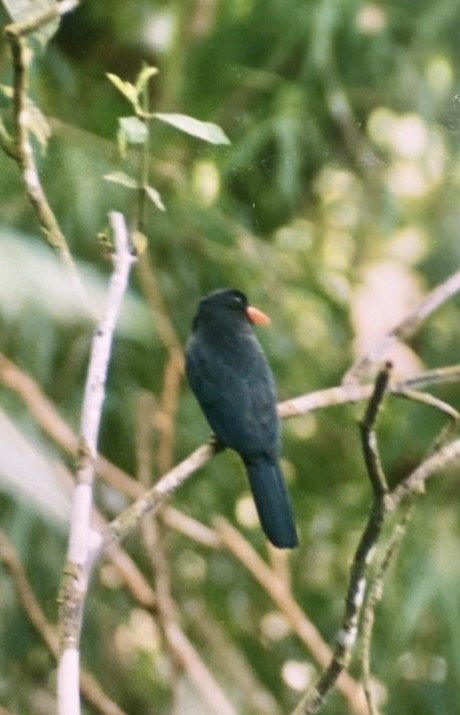 Black-fronted Nunbird - ML624412420