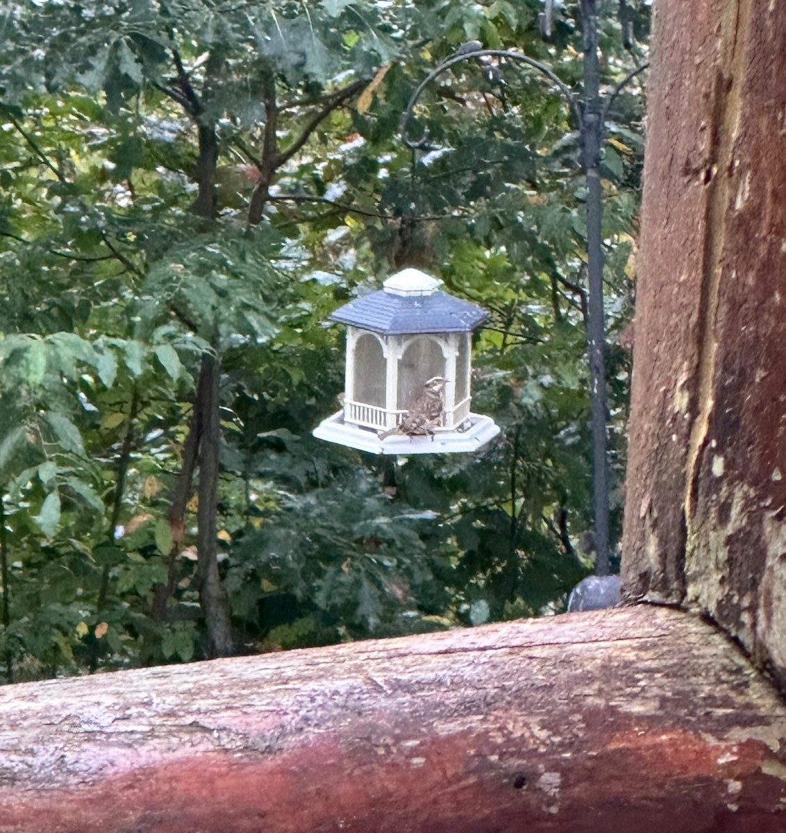 Rose-breasted Grosbeak - ML624412469