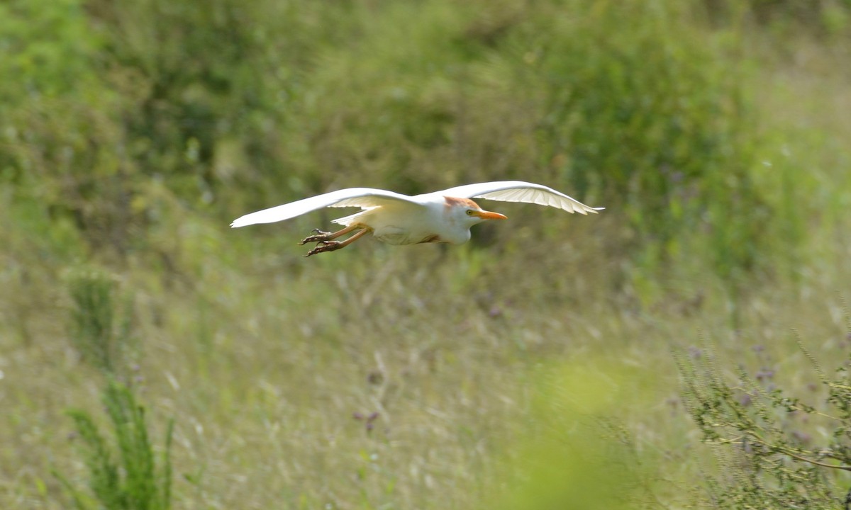 Чапля єгипетська (підвид ibis) - ML62441251