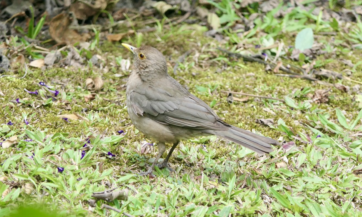 Ecuadorian Thrush - ML624412529