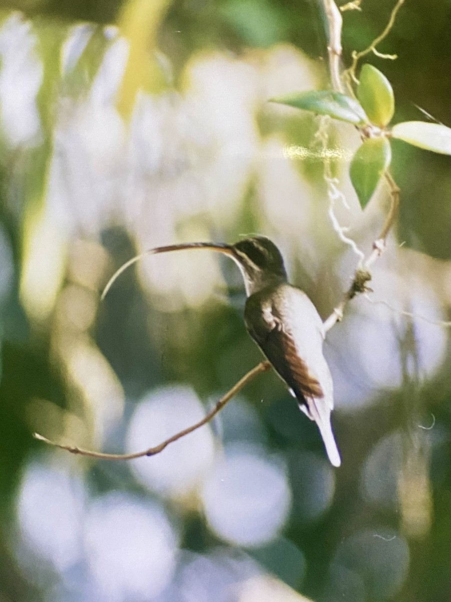 White-bearded Hermit - ML624412531