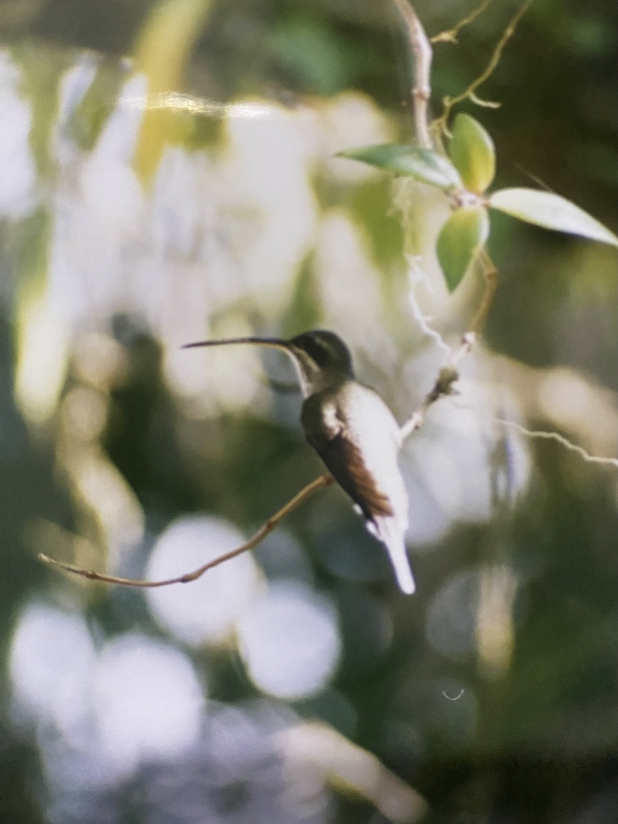 White-bearded Hermit - ML624412532