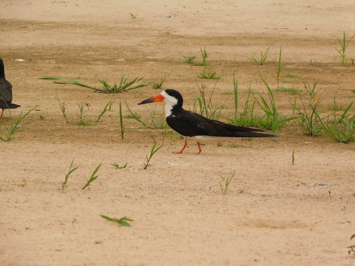 Black Skimmer - ML624412537