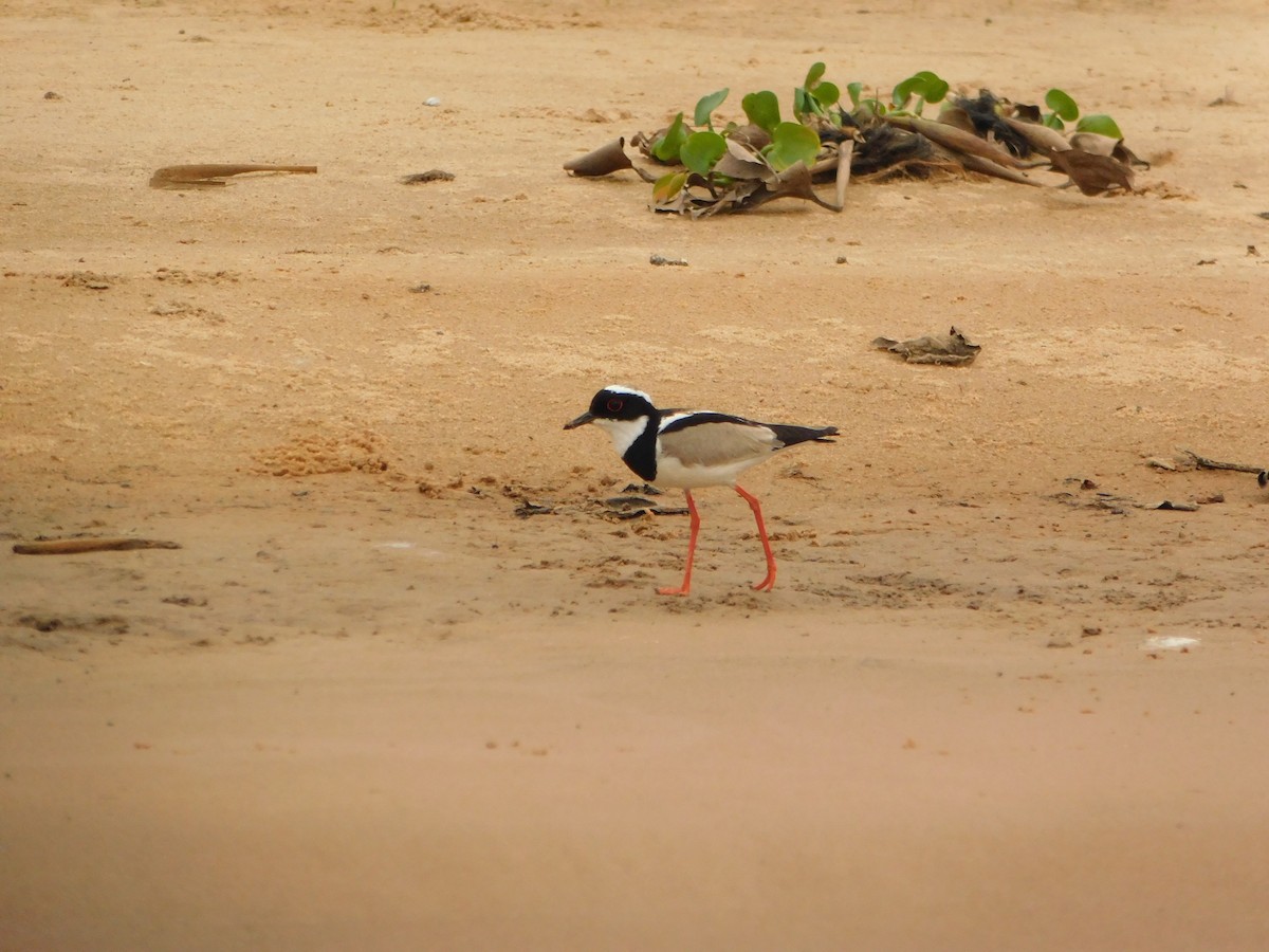 Pied Plover - ML624412546