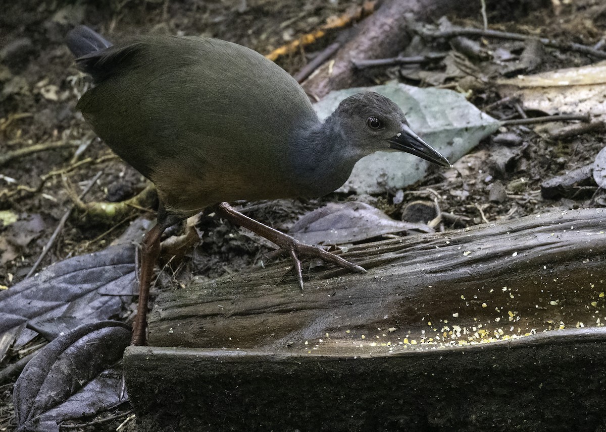 Gray-cowled Wood-Rail - ML624412581