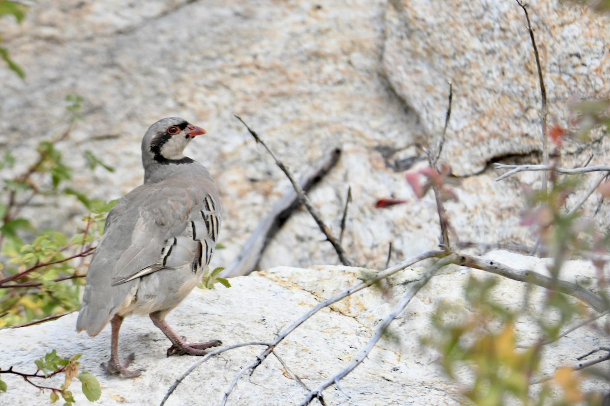 Chukar - ML624412596