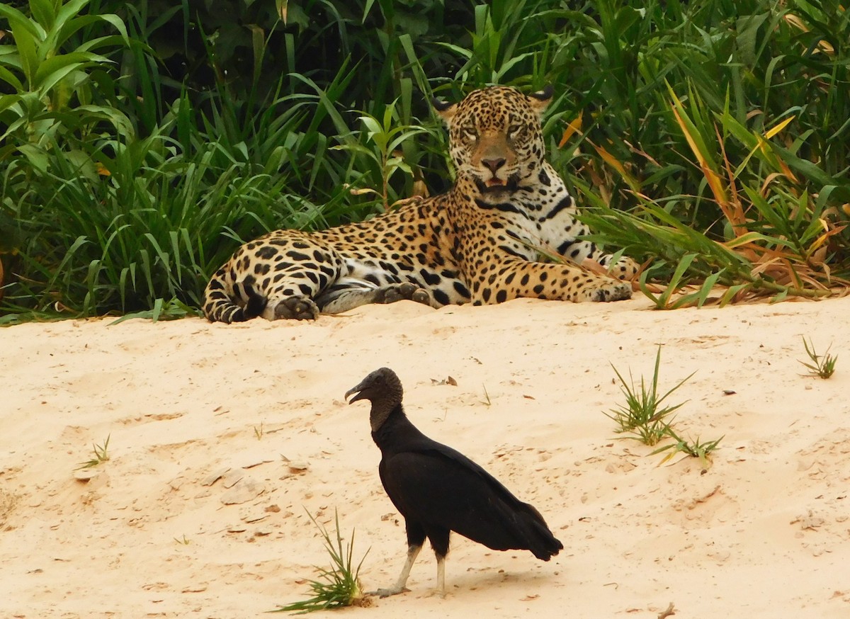 Black Vulture - ML624412631