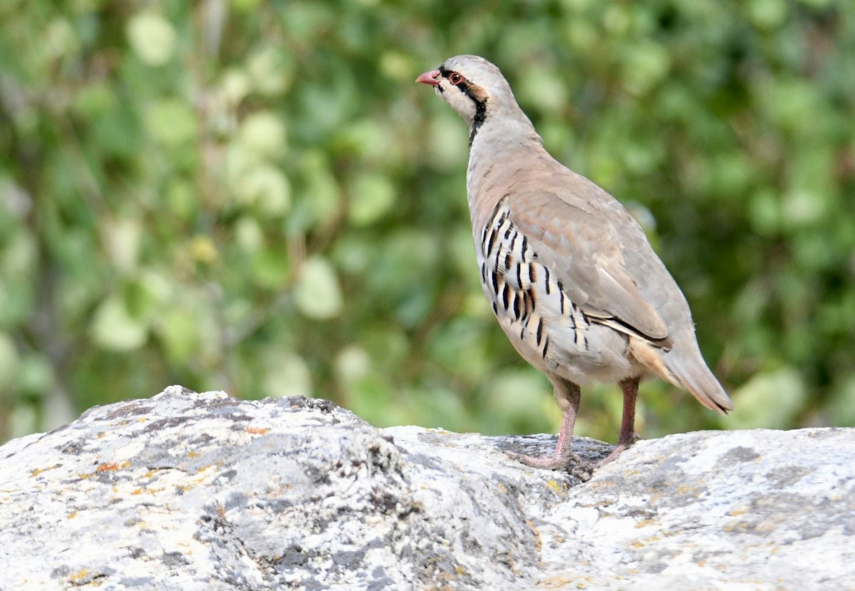 Chukar - Ezekiel Dobson