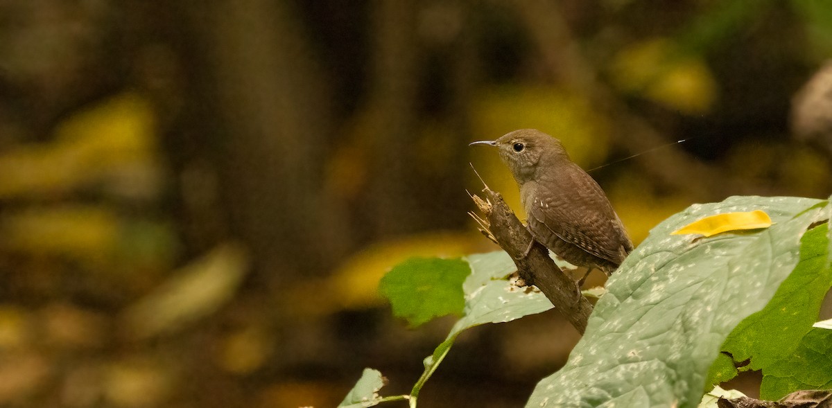 House Wren - ML624412675