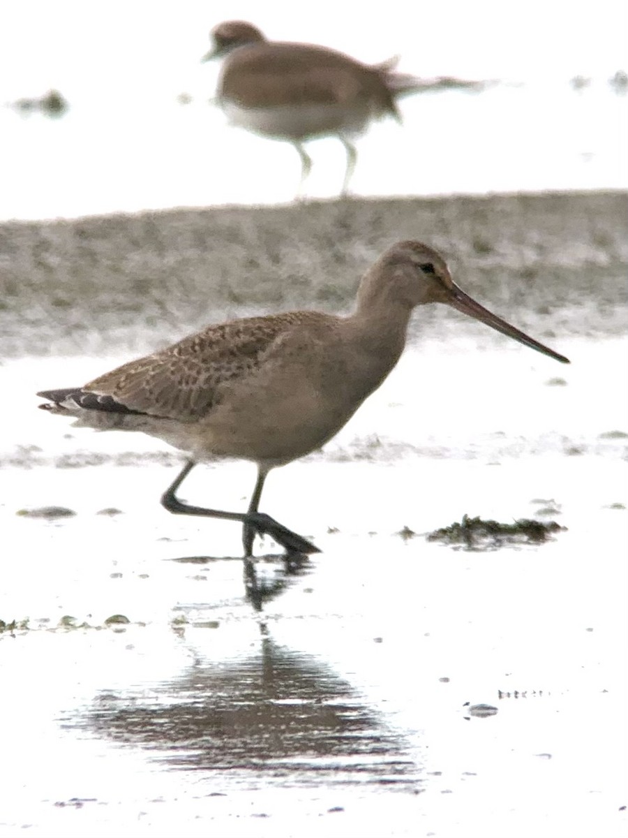 Hudsonian Godwit - ML624412679
