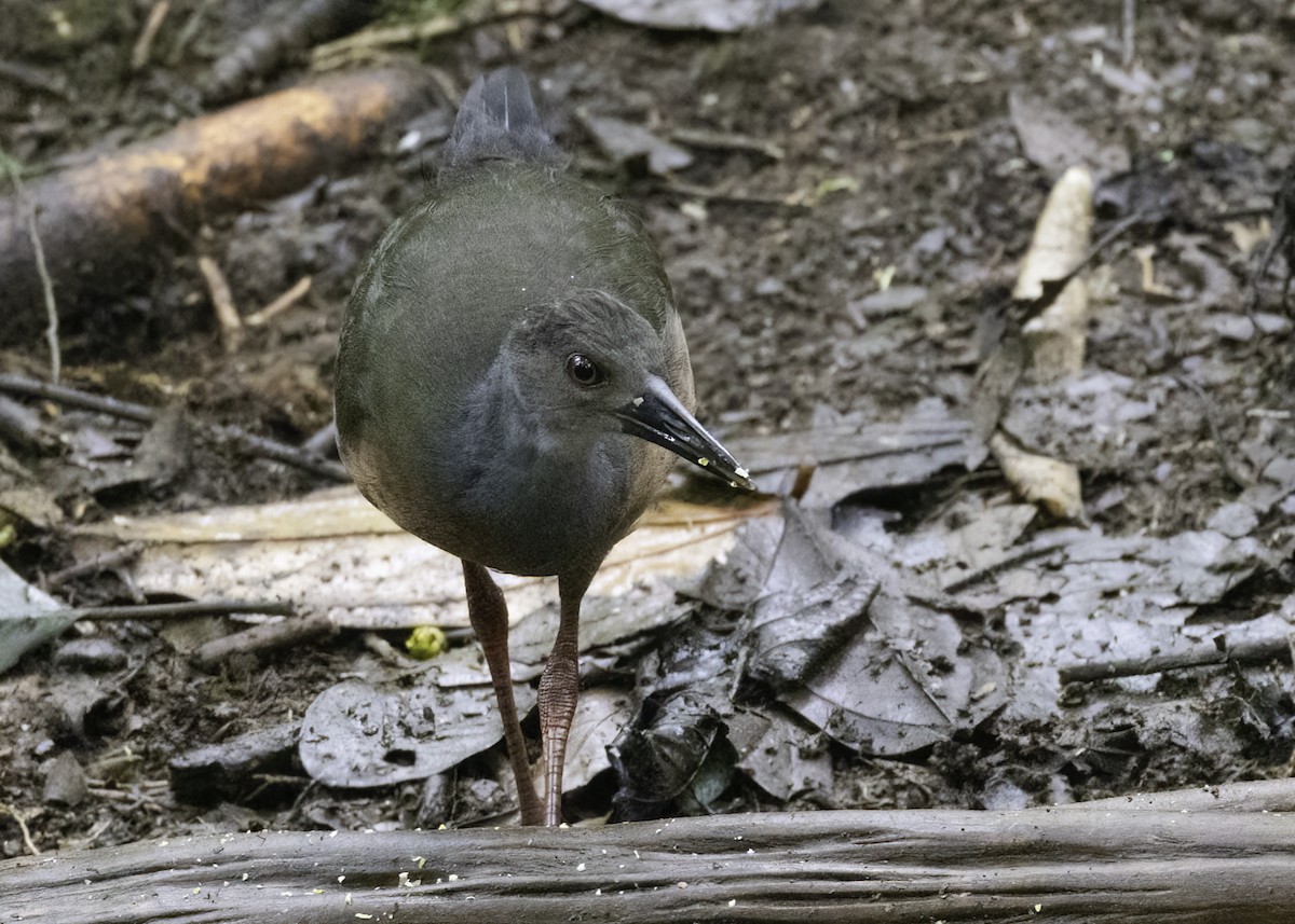 Gray-cowled Wood-Rail - ML624412681