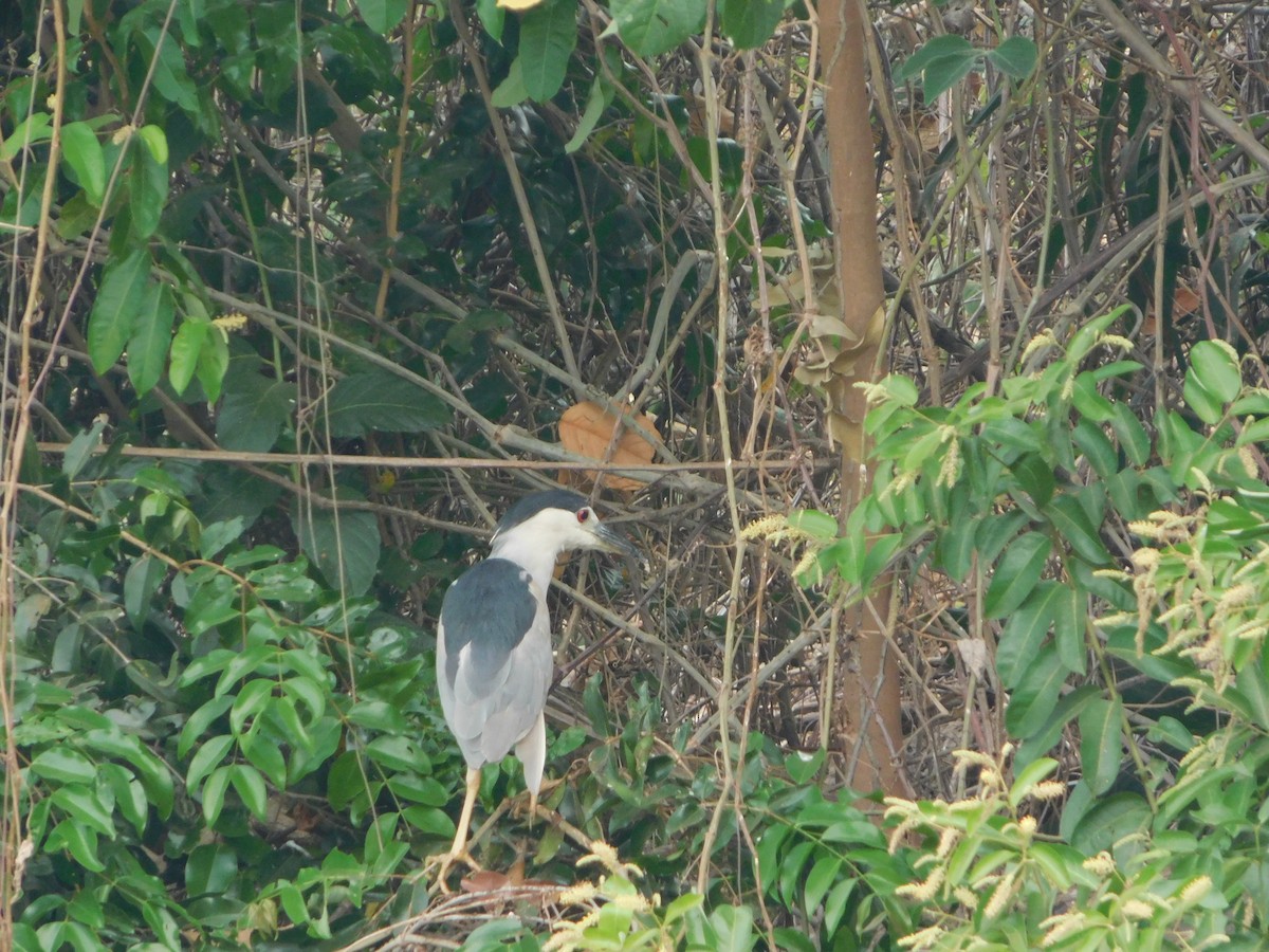 Black-crowned Night Heron - ML624412697