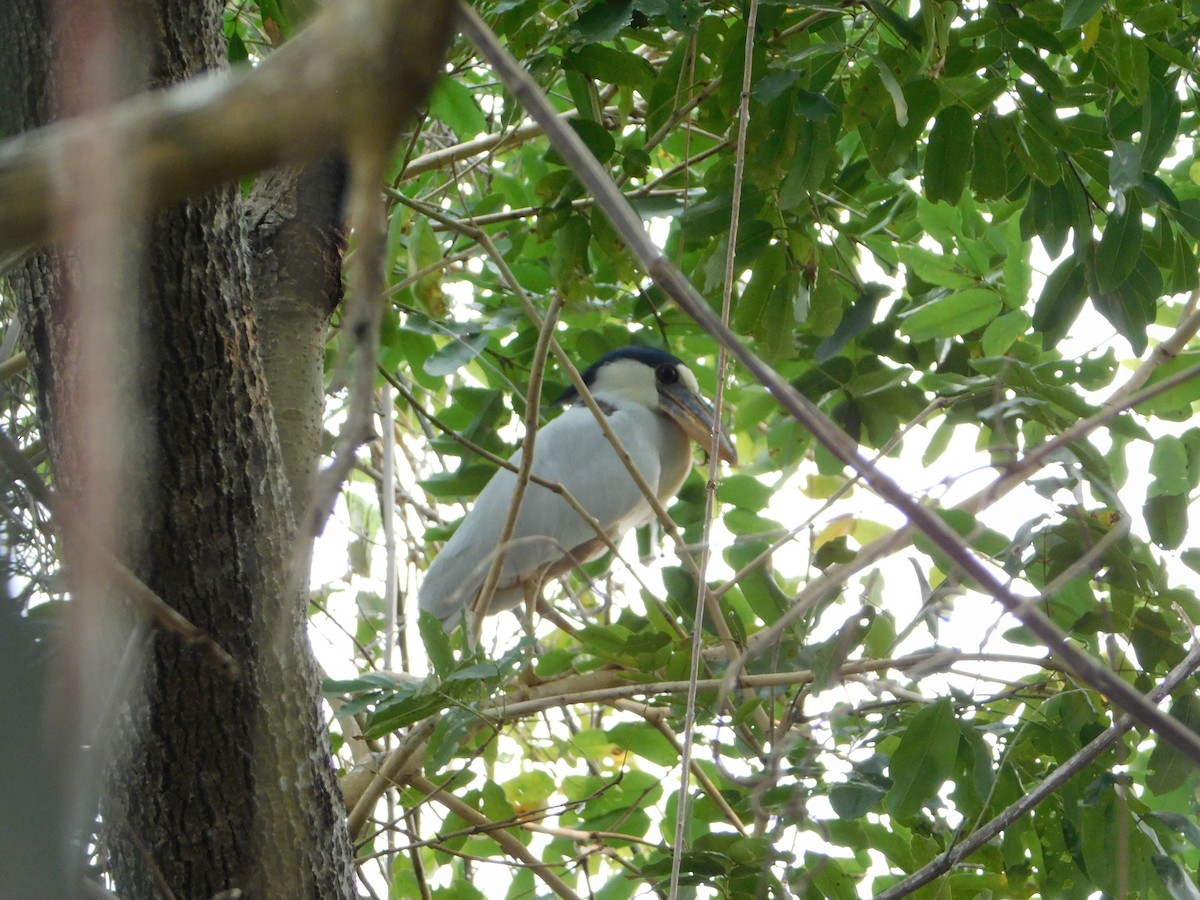 Boat-billed Heron - ML624412723