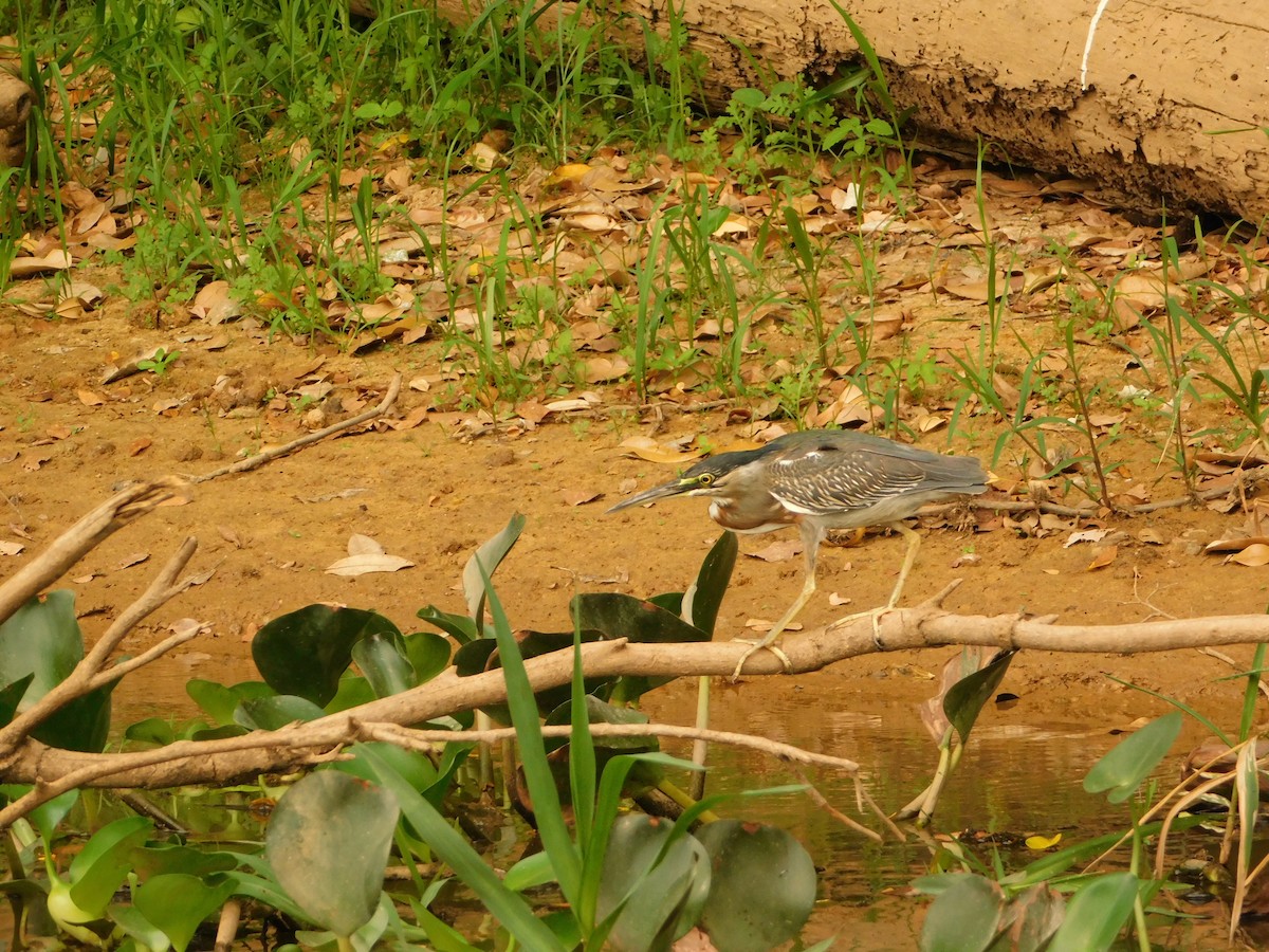 Striated Heron - ML624412741