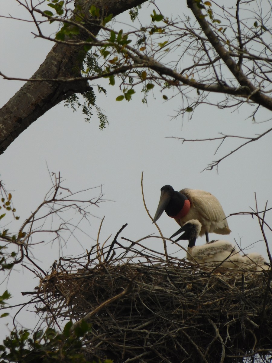 Jabiru - ML624412771