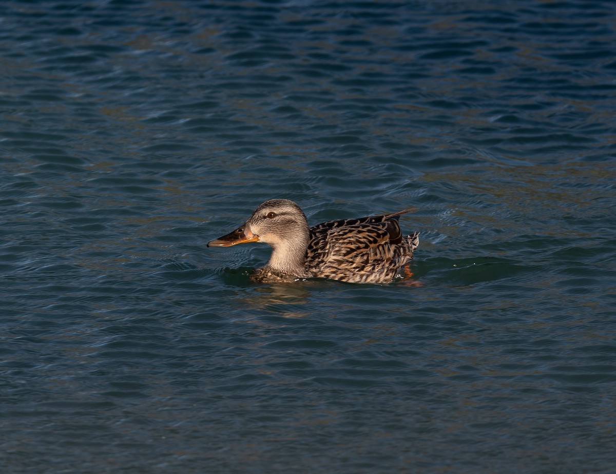 Canard colvert ou C. du Mexique - ML624412788