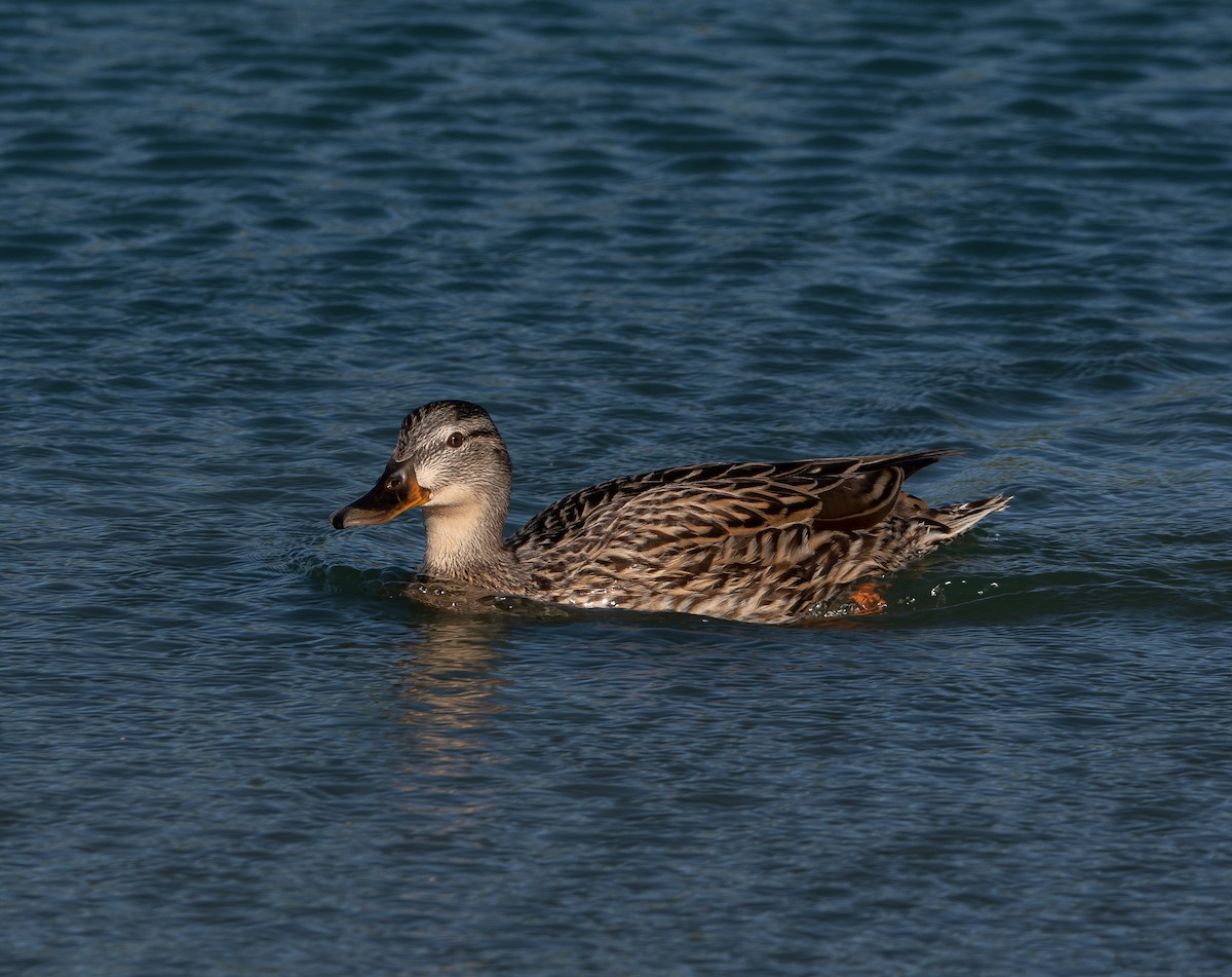 Mallard/Mexican Duck - ML624412793