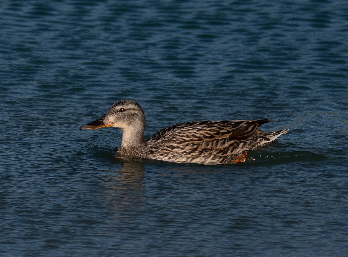 Canard colvert ou C. du Mexique - ML624412804