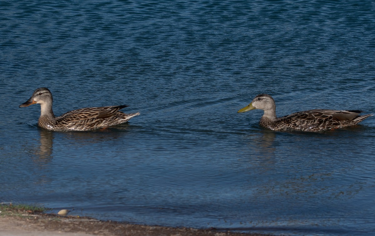 Mallard/Mexican Duck - ML624412809