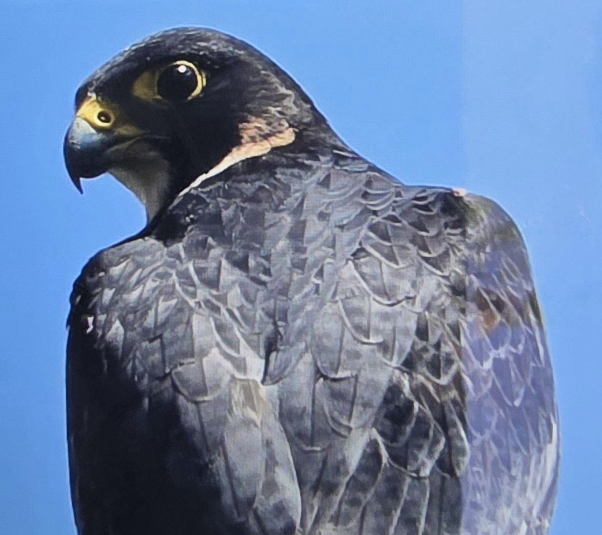 Faucon pèlerin - ML624412839