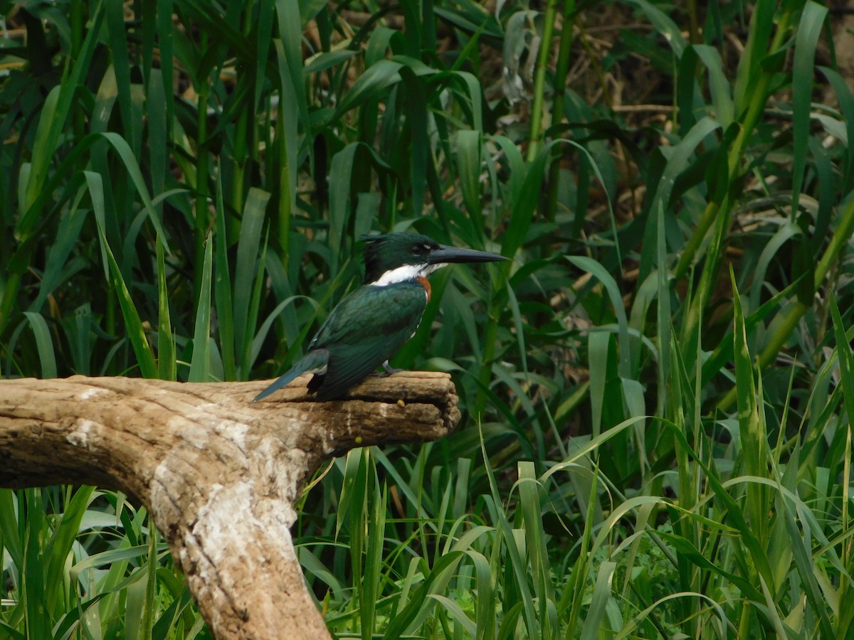 Amazon Kingfisher - ML624412858