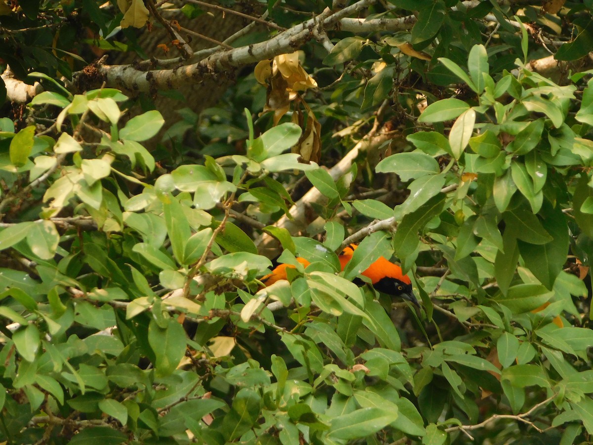 Orange-backed Troupial - ML624412898