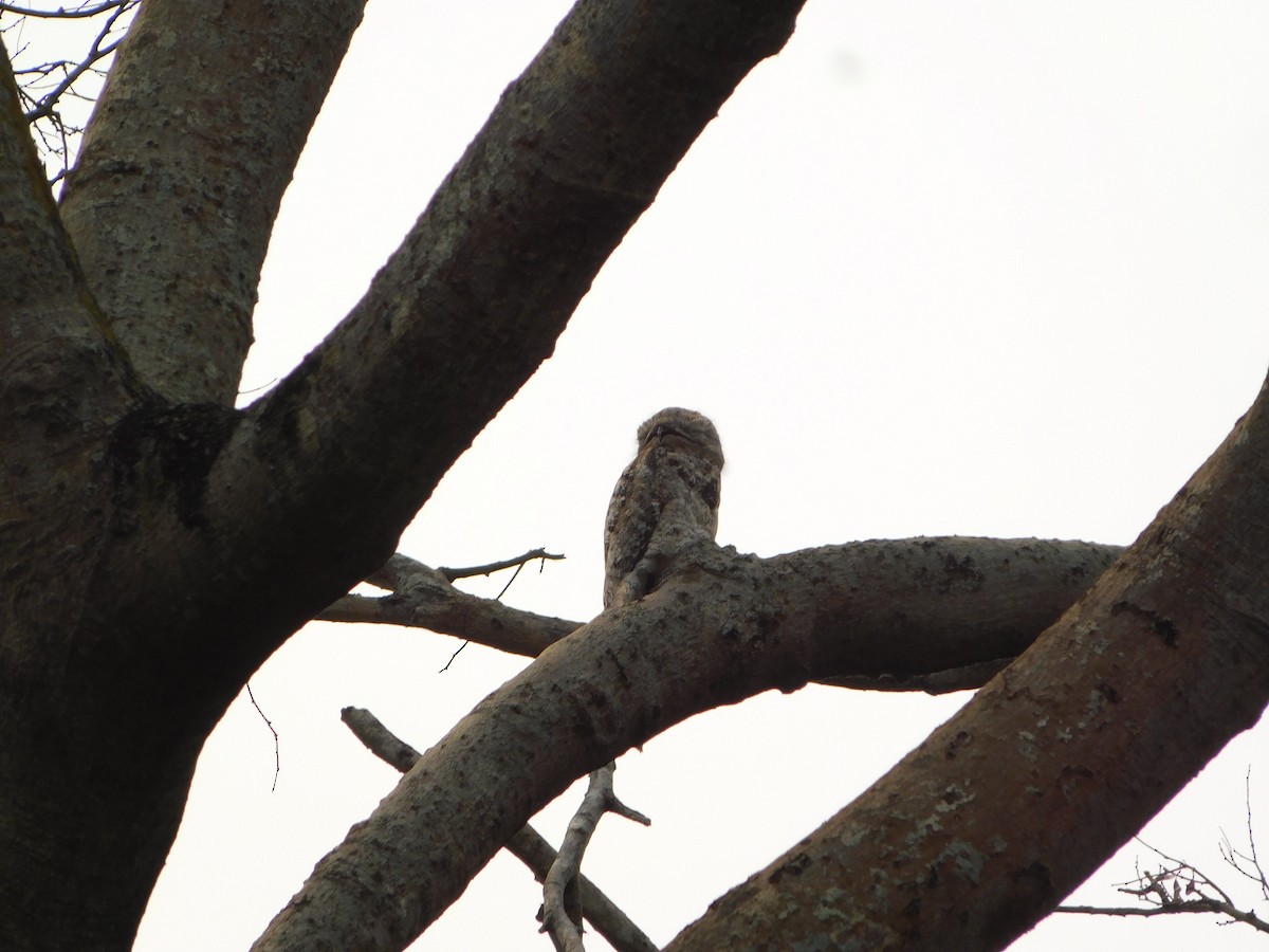 Great Potoo - ML624412960