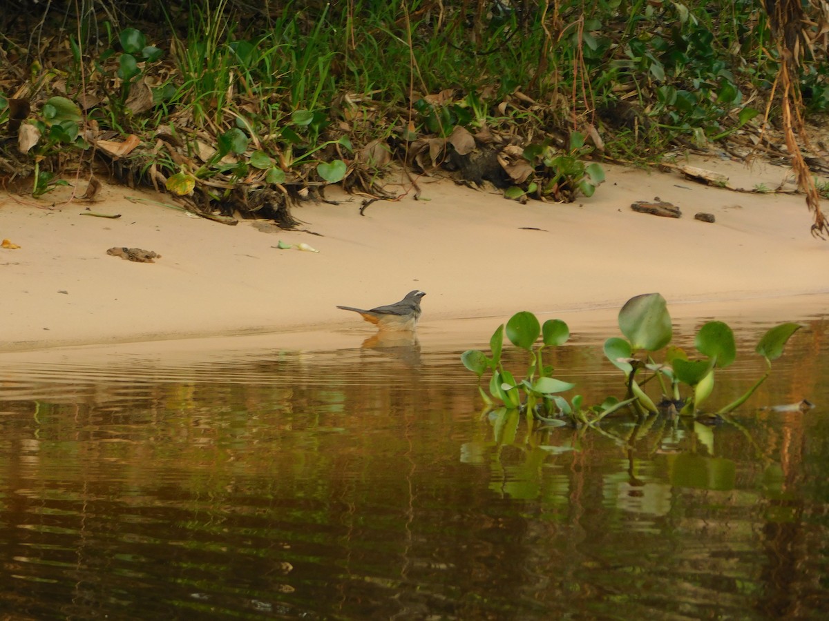 Bluish-gray Saltator - ML624413001