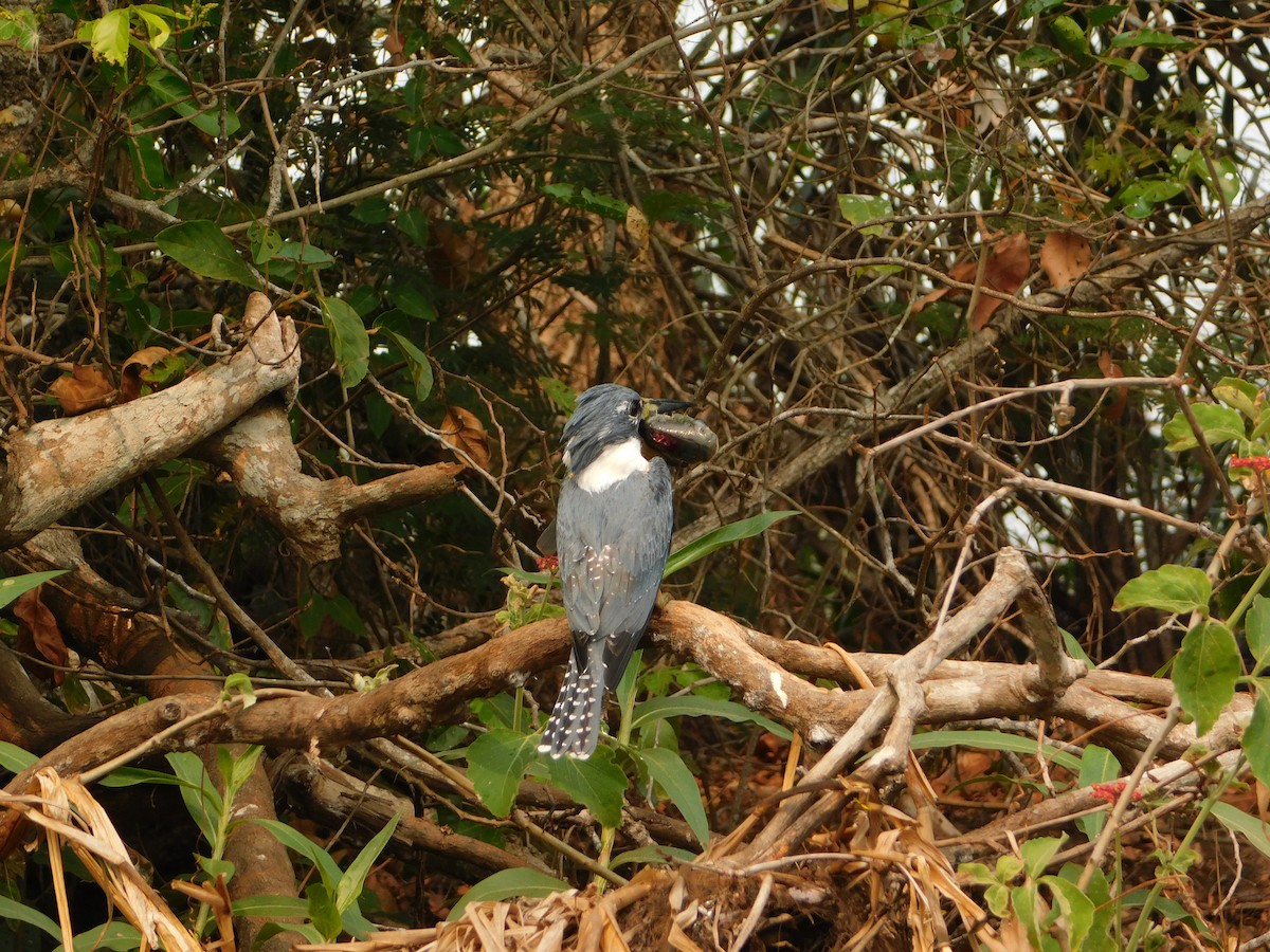 Ringed Kingfisher - ML624413047