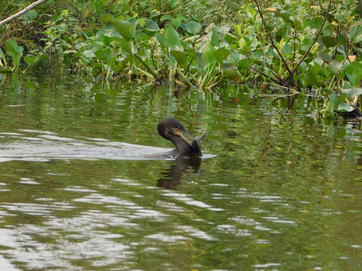 Neotropic Cormorant - ML624413056