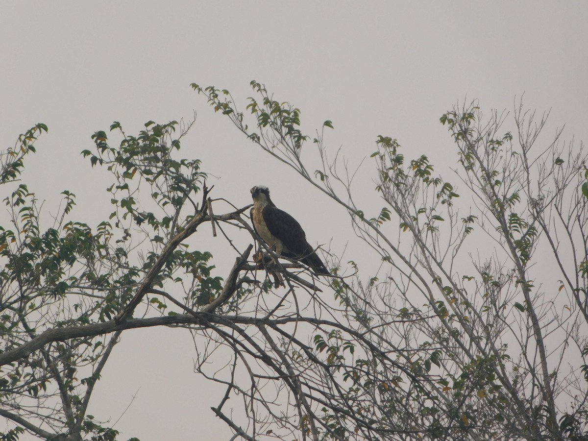 Osprey - ML624413093